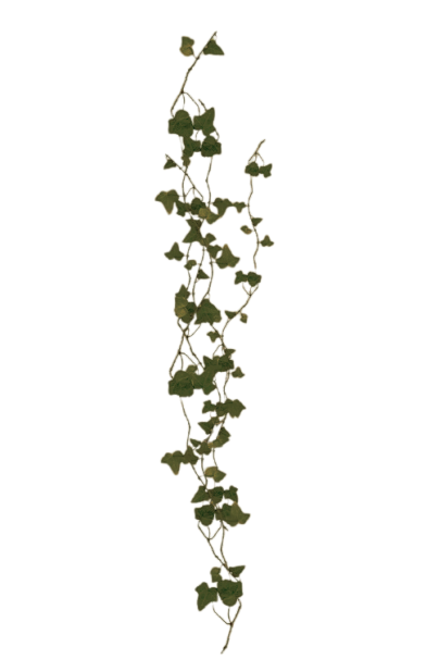 Vine 1
