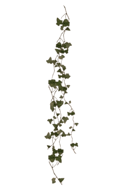 Vine 2