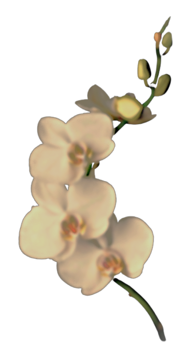 White Background